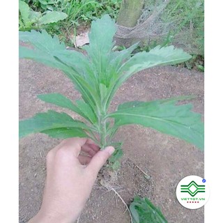 Cây Ngải Dại khô 1KG - T194