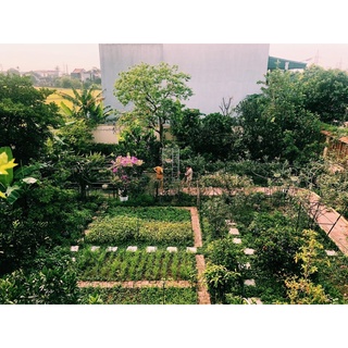 Chậu giống hoa Đậu Biếc