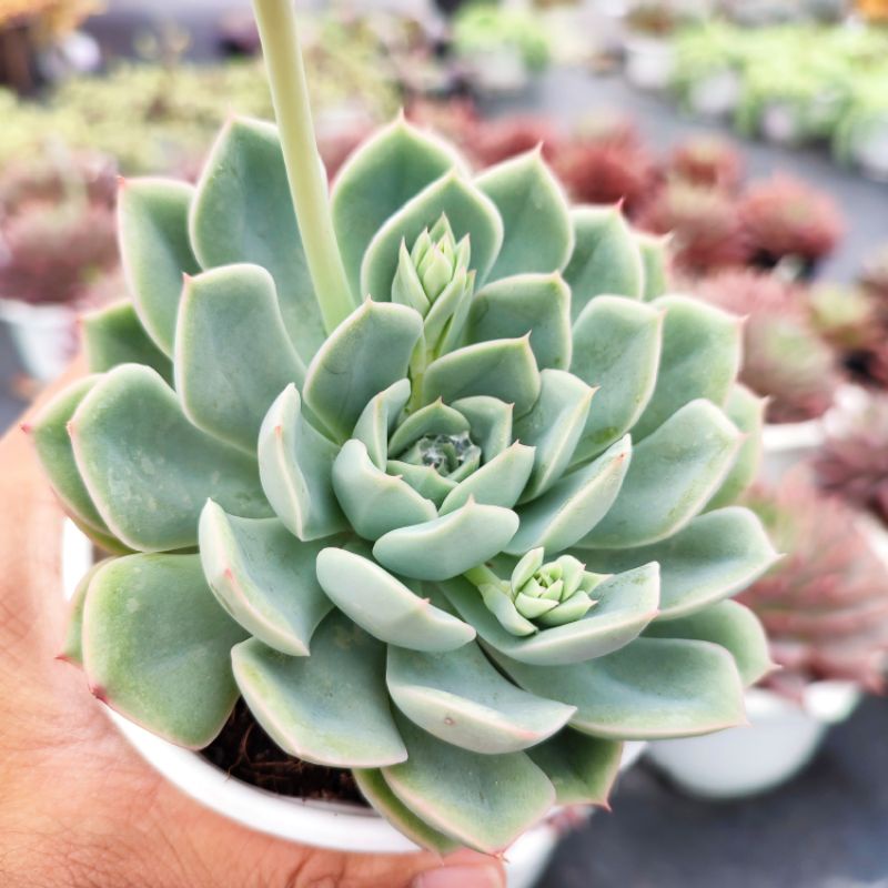 Sen Đá Liên Đài Trắng Size Trung Bình 10-12cm, Xuất Xứ PANDAA GARDEN Đà Lạt Khoẻ Đẹp, Thích Nghi Khí Hậu, Lỗi 1 Đổi 1