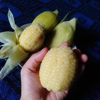 #Hạt_giống_ngô_nếp_lùn