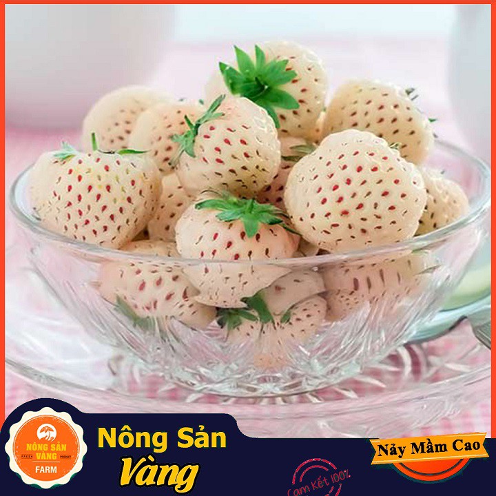 Hạt giống Dâu Tây Trắng ( Gói 30 Hạt ) - Nông Sản Vàng