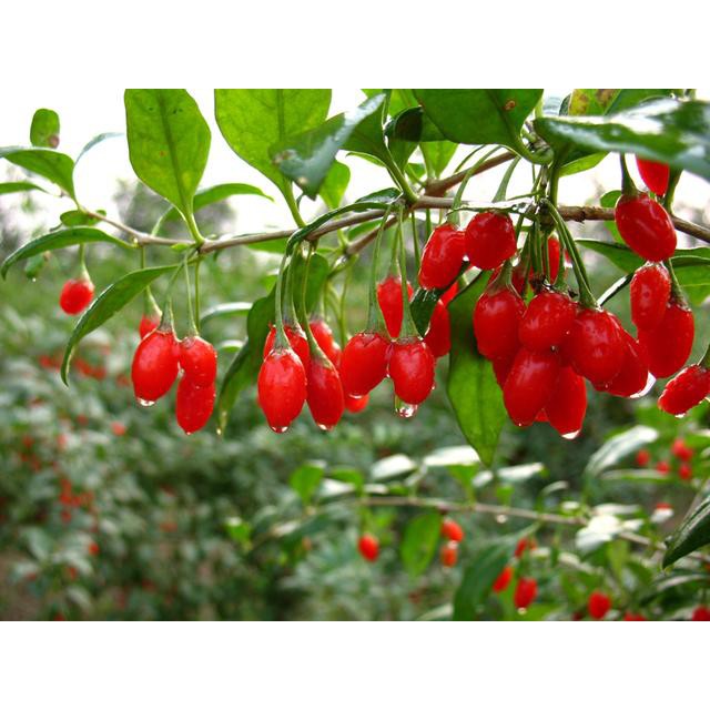 Kỷ Tử đỏ -Goji Berry chua ngọt