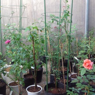 Khung đỡ cho hoa hồng leo 1m8 ,3 cọc đứng ,đường kính 40 cm