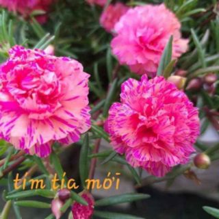 Combo 8 cây Hoa mười giờ cánh kép ( mix màu )