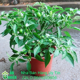 Cây ớt kiểng