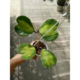 Lan cẩm cù đột biến