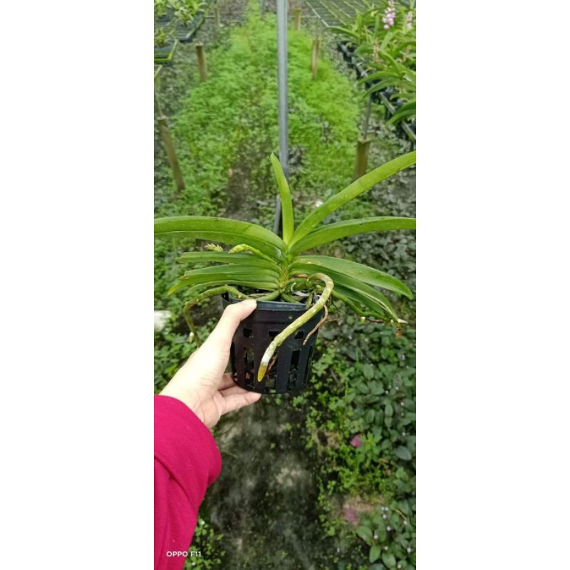 Hải yến lai cây trưởng thành sắp hoa