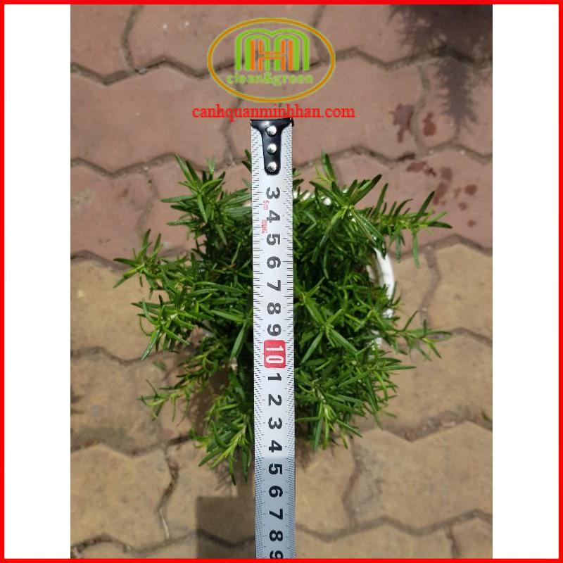 Cây hương thảo mini Rosemary đuổi muỗi, côn trùng làm gia vị
