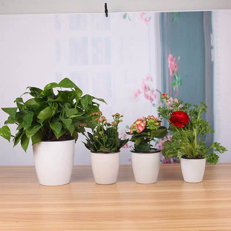 Chậu nhựa trồng cây thông minh nhập khẩu Oliz H0. Có chức năng tự tưới nước cho cây
