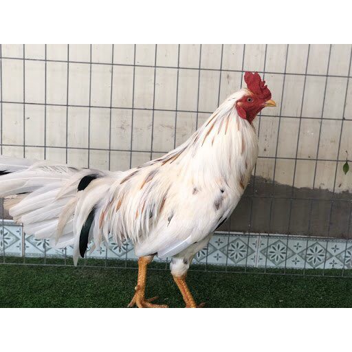 MFF Chicken Gold