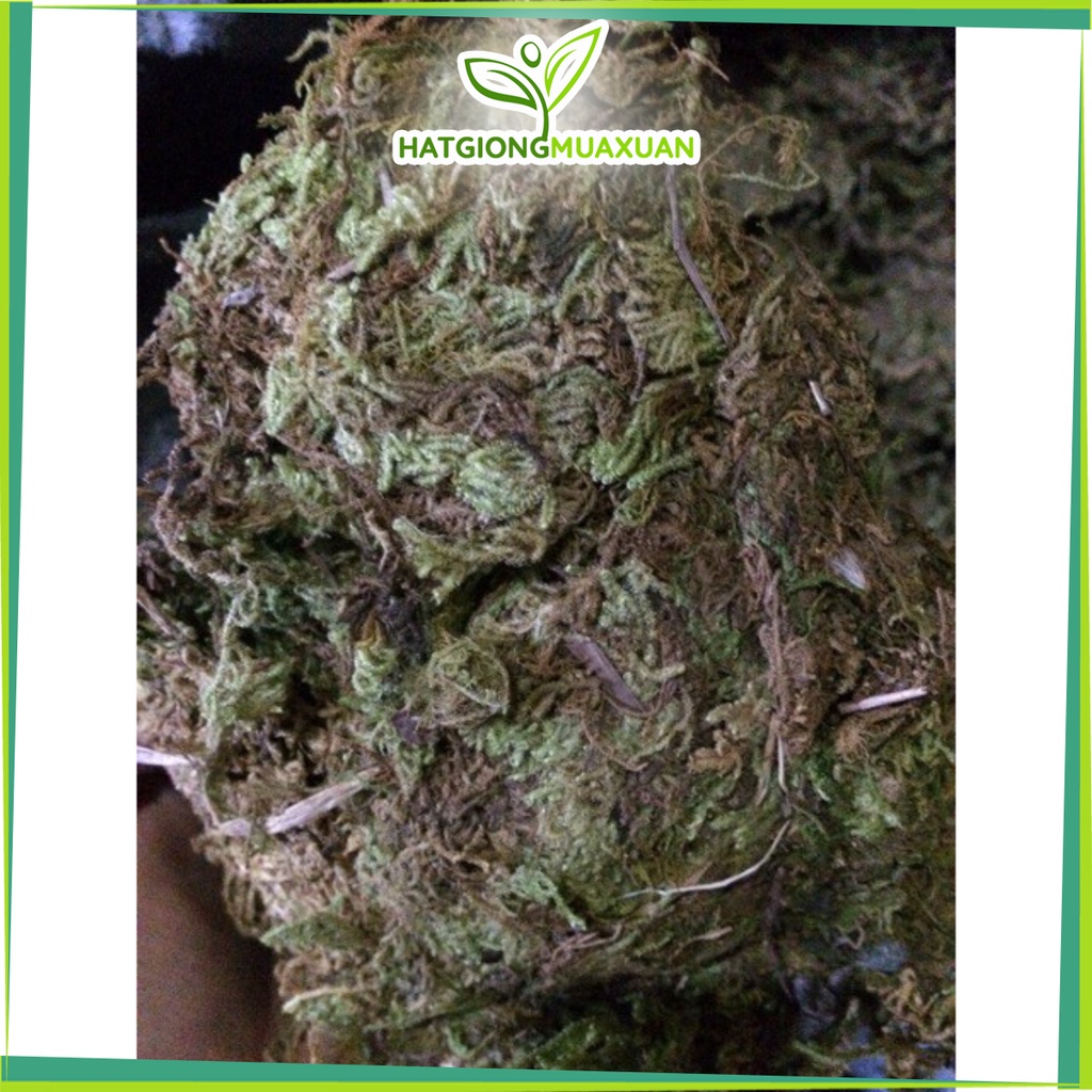 [SIEURE] Rêu rừng khô (2kg) hàng đẹp, phân phối chuyên nghiệp.