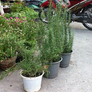 Hạt Giống Cây Hương Thảo