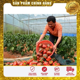 Hạt Giống Ớt Chuông Ngọt Đỏ-10 hạt