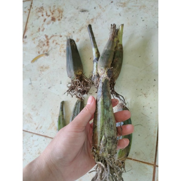 1 củ lan hạc đỉnh vàng