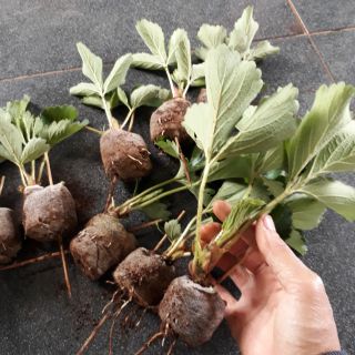 10 cây giống dâu tây hàn quốc