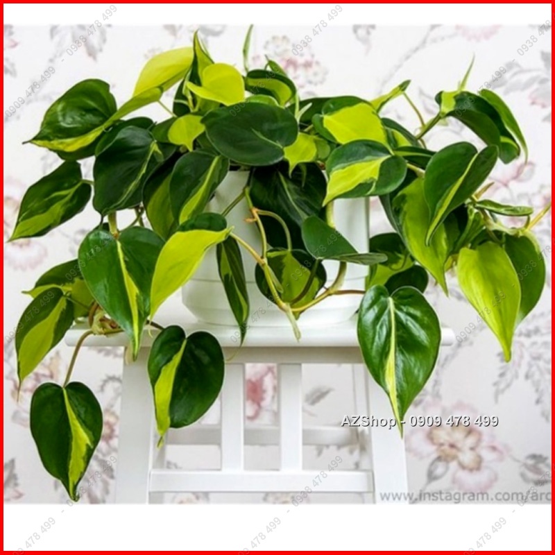 Chậu Trầu Bà Sọc Vàng Brazil - Philodenron Brazil