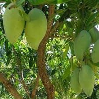 Cây giống xoài cát hòa lộc