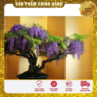 Hạt giống hoa Tử Đằng