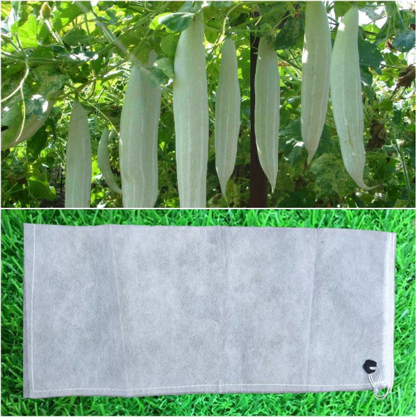 50 TÚI BỌC TRÁI CÂY  BẦU BÍ MƯỚP ... ( Kích thước 50x15cm) giúp bảo vệ quả ảnh hưởng mưa gió và côn trùng