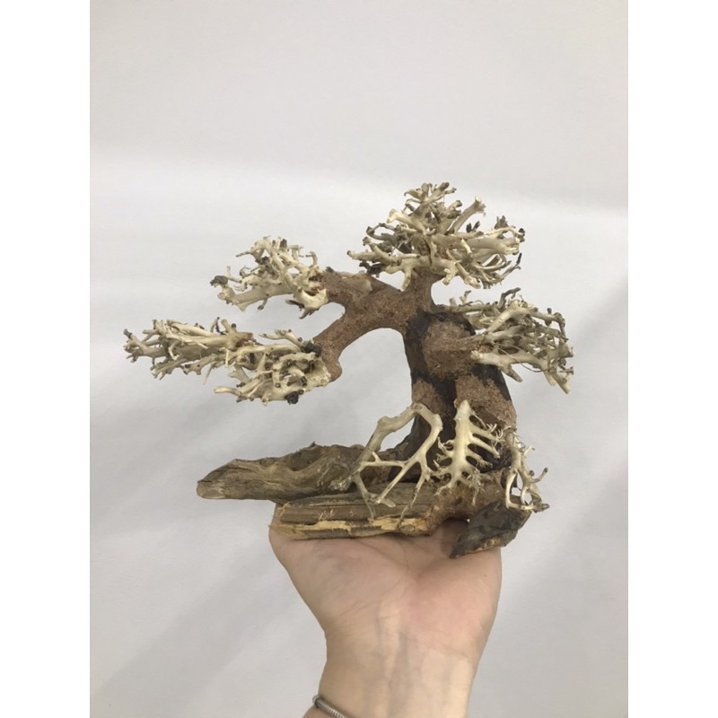 Lũa Bonsai Trang Trí Bể Thuỷ Sinh, Cá Cảnh