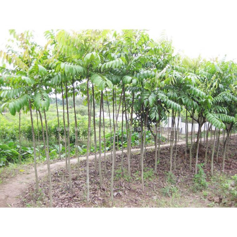 Sản phẩm Cây SẤU GHÉP, SẤU HẠT giống - Hàng chuẩn  cao từ  cm + Tặng  phân hữu cơ cao cấp