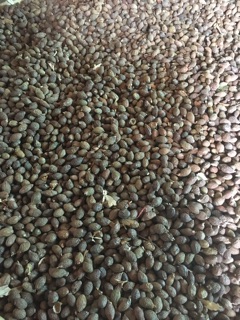 Hạt Đười Ươi mật( rất ít) 500gr