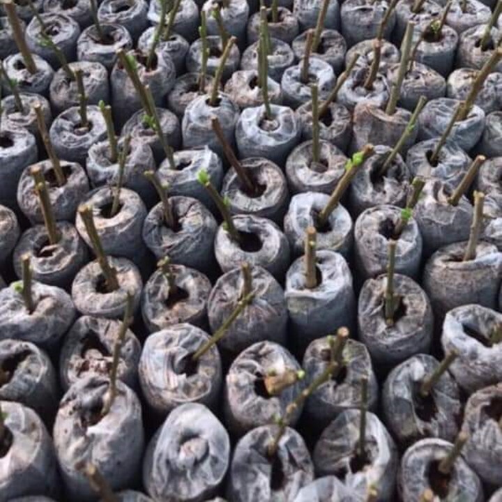 105 Viên nén ươm hạt xơ dừa