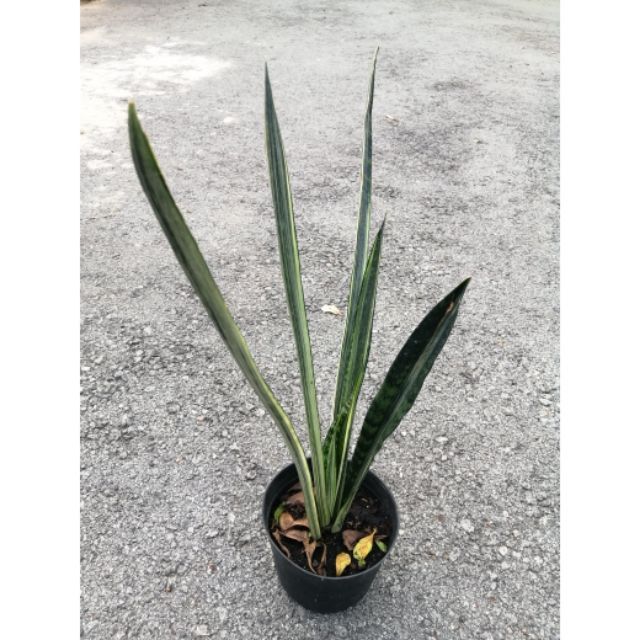 CÂY LƯỠI HỔ TRẮNG (Hàng mới, thái lan)-   white sansevieria ‘bantel’s sensation’