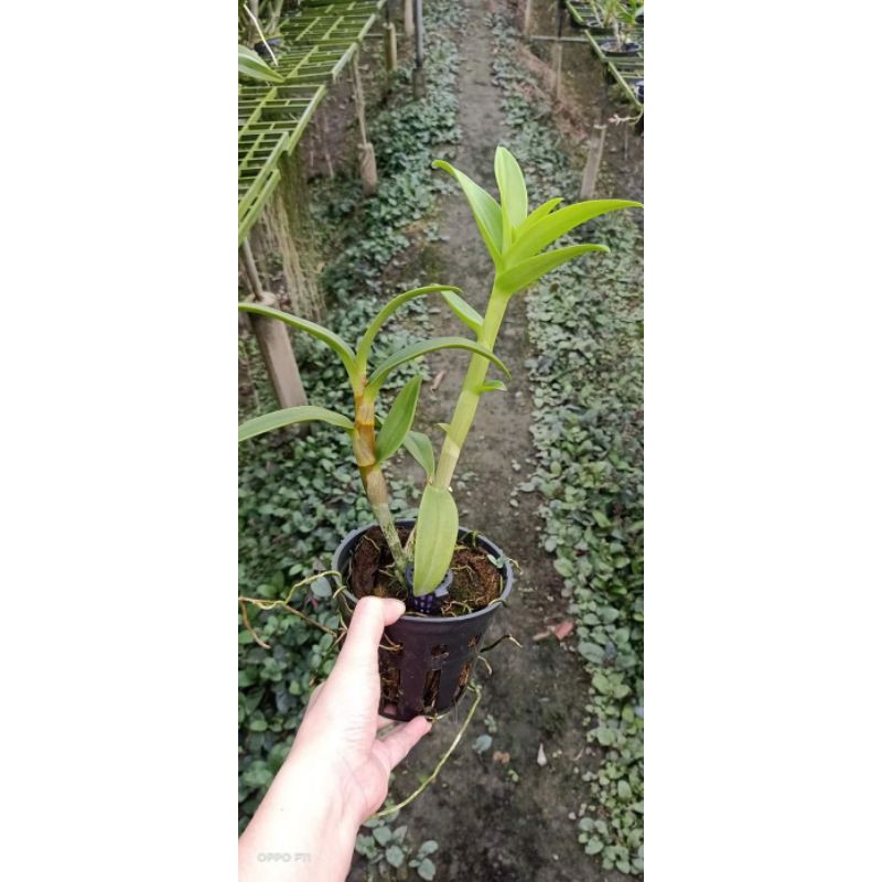 Hoa lan denro hoa hồng Blue - cây lớn