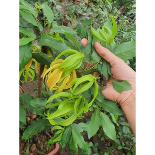 Cây giống hoa dẻ, hoa móng rồng