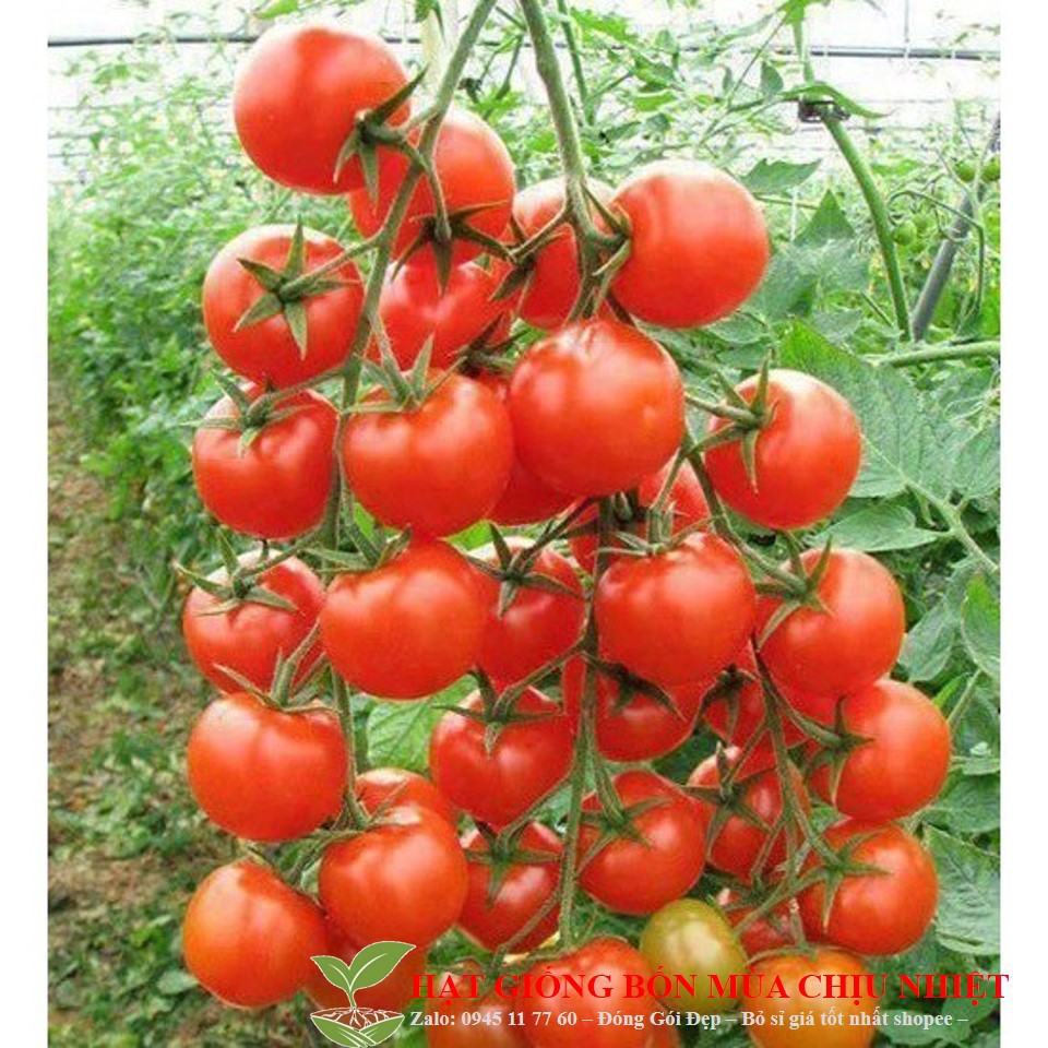Gói 30 Hạt giống cà chua chùm leo giàn ĐẾN MÙA TRỒNG TẾT luckyseed hạt siêu rẻ