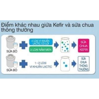 men khô Kefir làm sữa chua