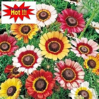 🌟Hạt Giống Hoa Cúc Chi Mix🌟 Nhiều Màu Siêu Đẹp Gói 100 Hạt TẶNG KÍCH MẦM