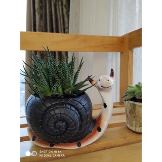 chậu sen đá hình thú cute (oder)