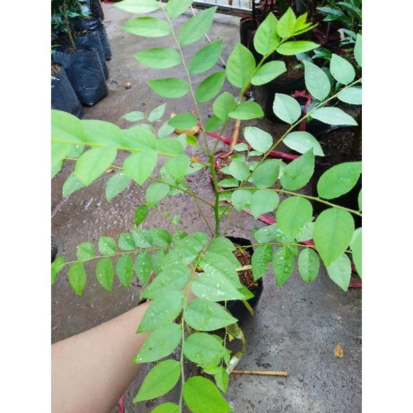 Cây chùm ruột đang có trái hoặc sắp có trái  chùm ruột ngọt / chua