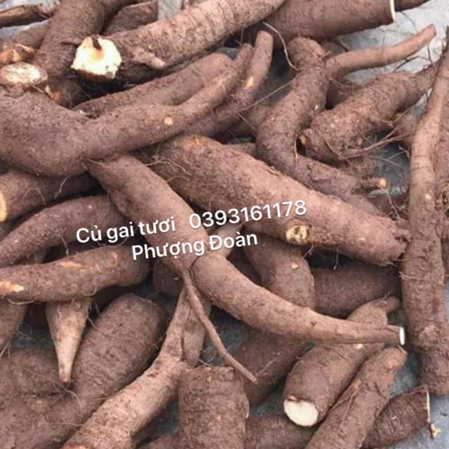 CU GAI KHÔ