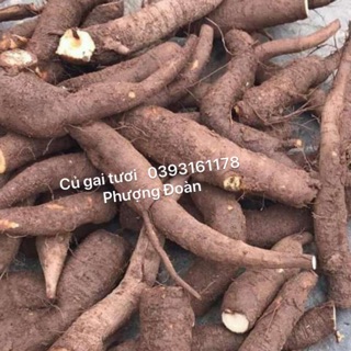 Cu gai khô