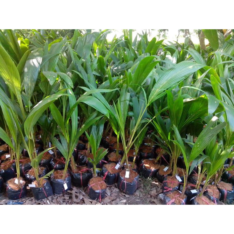 Dừa xiêm siêu lùn F1. Giống Chuẩn F1