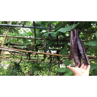 HẠT GIỐNG ĐẬU RỒNG TÍM