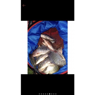 Combo 10kg bột chuyên câu cá phi ( tặng 1,5kg cám tanh thái )