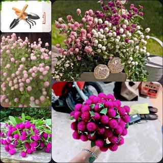 🌟Hạt Giống Hoa Cúc Bách  Nhật Nhiều Mầu🌟 Nảy Mầm 90% Gói 100 Hạt TRỒNG HOA TẾT