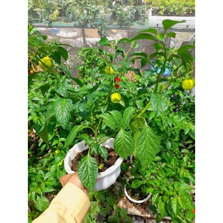 Combo cây giống đơn lẻ, vui lòng xem phần mô tả.