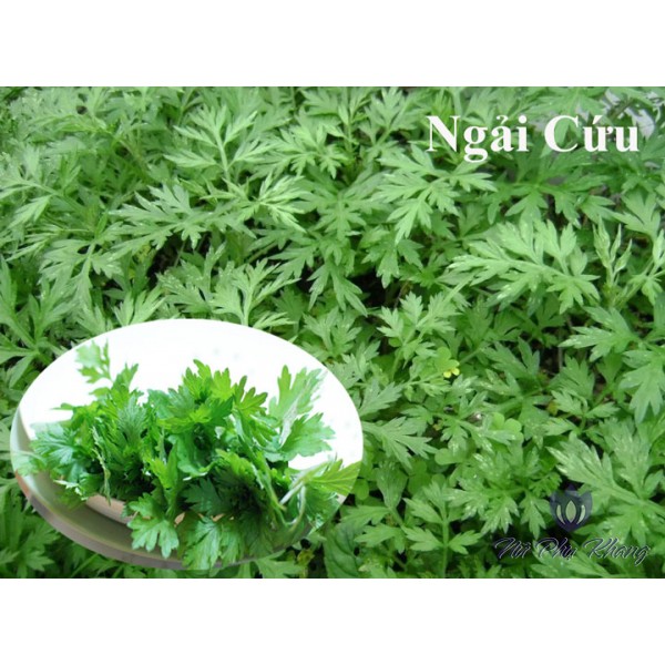 50 Hạt Giống Ngải Cứu - Ngải Đắng Mugwort