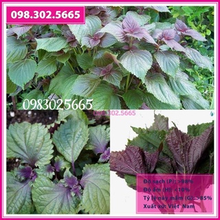 Gói 5g hạt giống tía tô cao sản