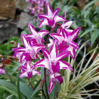 Hoa phong lan denro úc