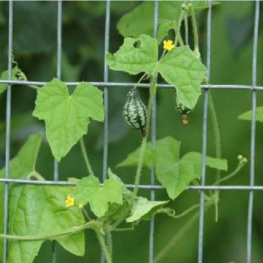 Hạt giống dưa hấu tí hon - 1 gói 10 hạt - Tặng gói kích hạt nảy mầm