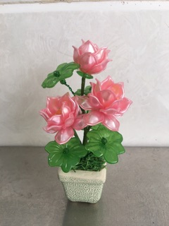 Chậu sen mini cao 11cm-3 bông