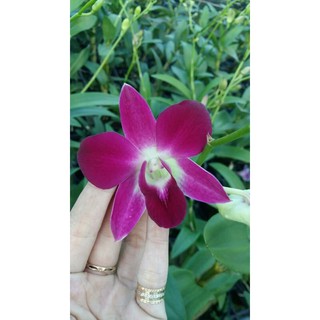 Cây giống dendro màu mix màu
