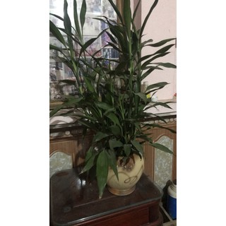 cây đời / cây lá đời