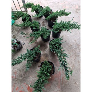 Cây Ngoạ Tùng (tùng xà)- tặng kèm phân bón